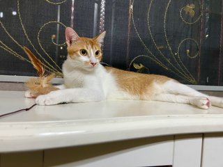 Winter 😽(Manja Princess) - Domestic Short Hair Cat