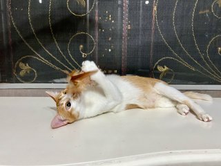 Winter 😽(Manja Princess) - Domestic Short Hair Cat