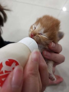 Little Orange - Domestic Short Hair Cat
