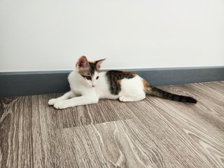 Bella - Calico Cat