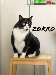 Zorro - Domestic Short Hair Cat
