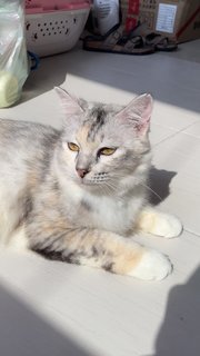 Miya ☁️ - Domestic Medium Hair + Silver Cat