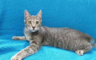 Chimichurri  - Domestic Short Hair Cat