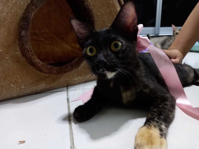 Espresso (Kitten)  - Domestic Short Hair Cat