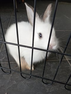 Baby Rabbits  - Polish Rabbit