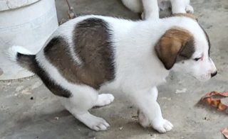 Brownie - Mixed Breed Dog