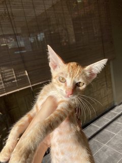 Neighbourhood Kittens - Domestic Short Hair Cat