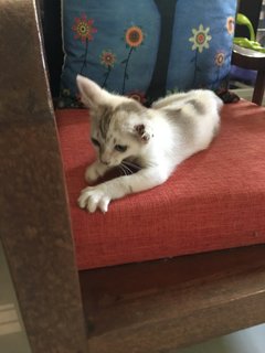 Tin2  - Domestic Short Hair + Burmese Cat