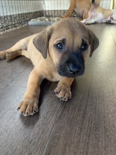 The Chocolate Puppies - Mixed Breed Dog