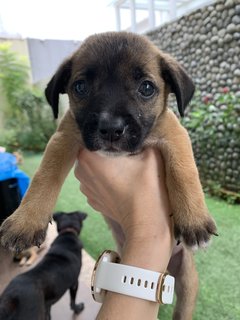The Chocolate Puppies - Mixed Breed Dog