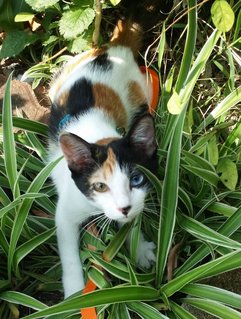 Koi - Domestic Short Hair Cat