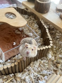 Little  - Short Dwarf Hamster Hamster