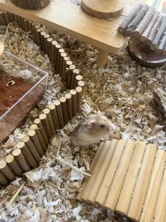 Little  - Short Dwarf Hamster Hamster