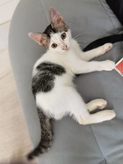 Coki - Domestic Short Hair Cat