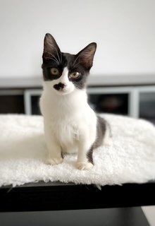 Sir Smudge - Domestic Medium Hair Cat