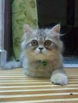 Bambino... - Domestic Long Hair Cat