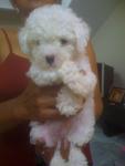 Pure Snow White Toypoodle Puppy - Poodle Dog