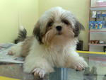 Cute Cute - Shih Tzu Dog