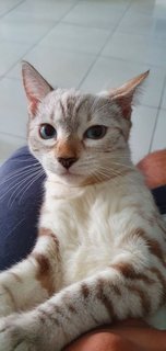 Nyonyo(Kici) - Bengal + Domestic Short Hair Cat