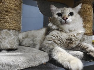 Mama - Siamese Cat