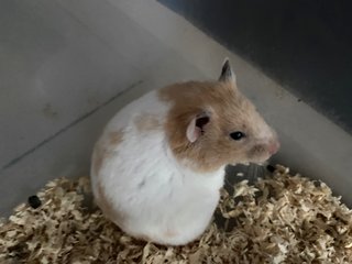 Hammy Family - Common Hamster Hamster
