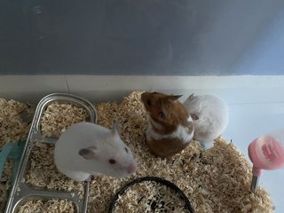Hammy Family - Common Hamster Hamster