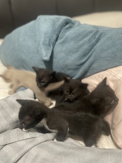4 Kittens For Adoption - Can Adopt One - Burmese Cat