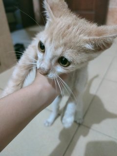 Milk Tea - Domestic Short Hair Cat