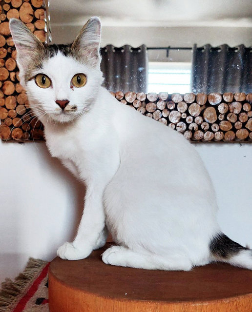 Fani - Domestic Short Hair Cat