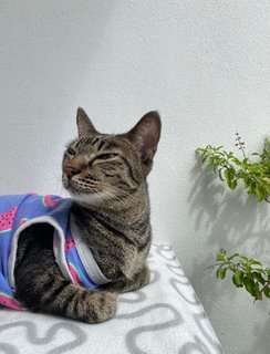 Piko - Tabby Cat