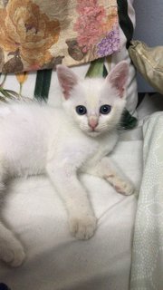 Fluffy - Domestic Medium Hair Cat