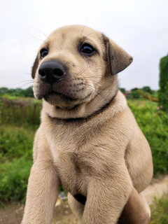 Mixed Breed Pups - Mixed Breed Dog