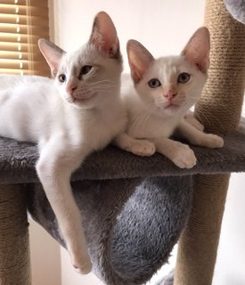 Cleo &amp; Marla - Domestic Short Hair Cat