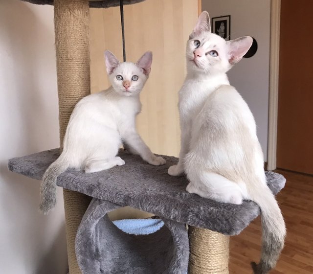 Cleo &amp; Marla - Domestic Short Hair Cat
