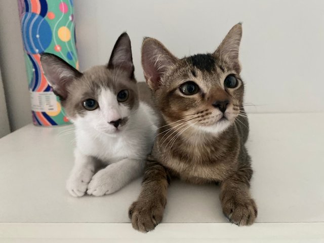Lex And Sam - Domestic Short Hair Cat