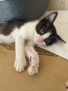 Milky And Oreo - Domestic Short Hair Cat