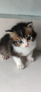Sparky - Domestic Medium Hair Cat