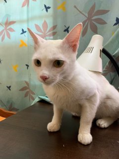 Putih - Domestic Short Hair Cat