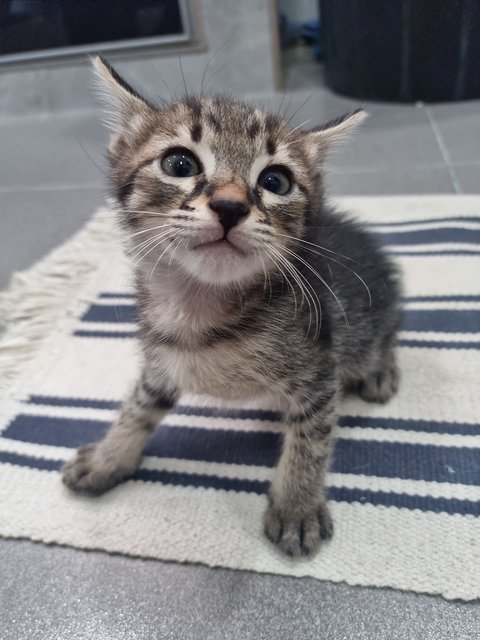 Lao Yao(Youngest Baby) - Domestic Short Hair Cat