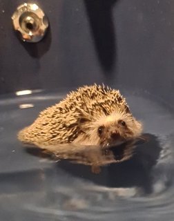 Bombom - Hedgehog Small & Furry