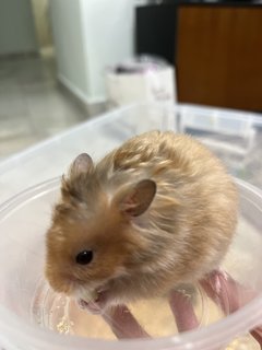 PF115404 - Syrian / Golden Hamster Hamster