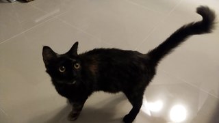 Mayotam - Domestic Medium Hair Cat