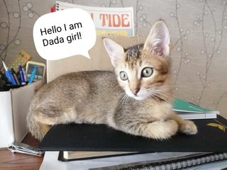 Dada - Domestic Short Hair Cat