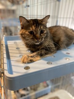 Rainy - Domestic Long Hair + Tortoiseshell Cat