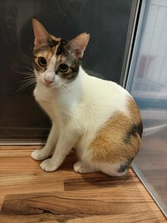 Ariel  - Calico Cat