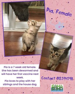 Pia Adopted - Domestic Medium Hair Cat