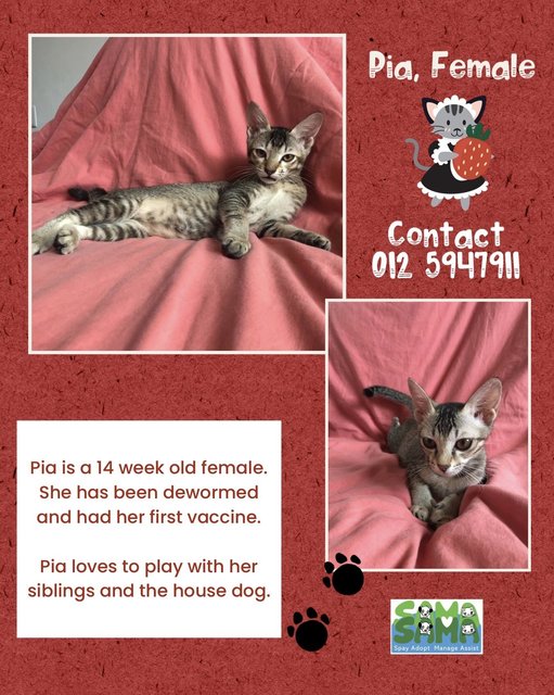 Pia Adopted - Domestic Medium Hair Cat