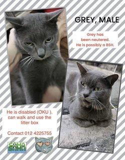 Grey Adopted - British Shorthair + Domestic Short Hair Cat