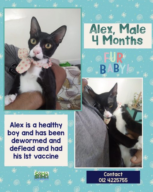 Alex Adopted - Domestic Medium Hair + Tuxedo Cat