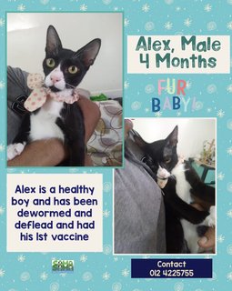 Alex Adopted - Domestic Medium Hair + Tuxedo Cat